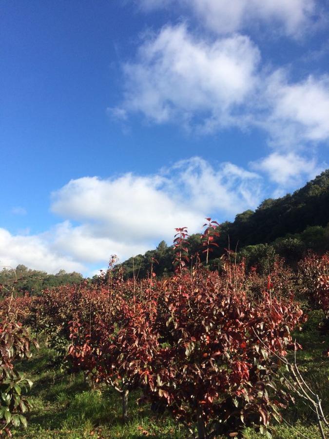 Pousada Parque Das Pitangueiras Flores da Cunha Eksteriør bilde